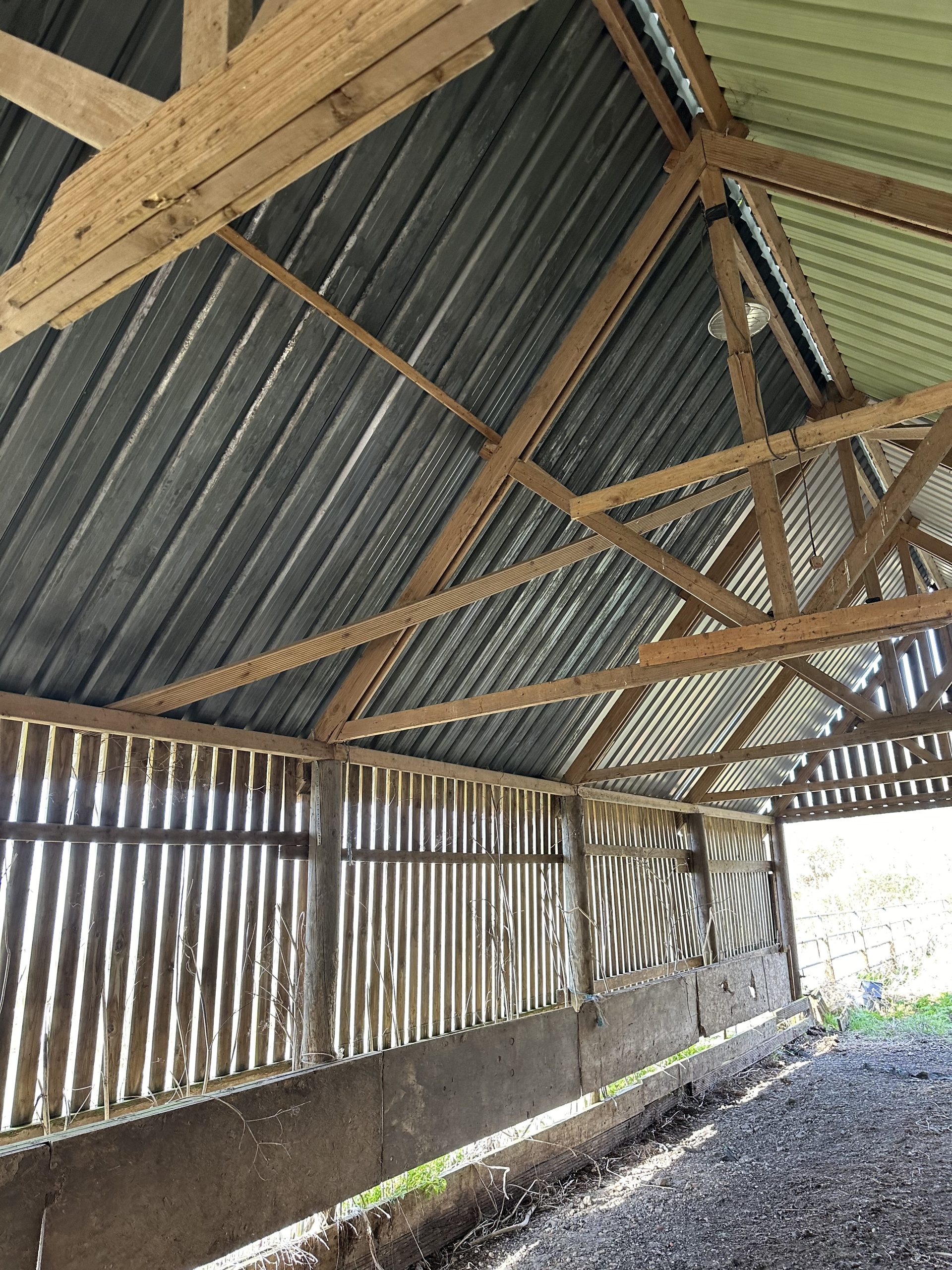 Andrews Farm barn interior: portrait view looking up at timber roof trusses showing the ridge and rafters