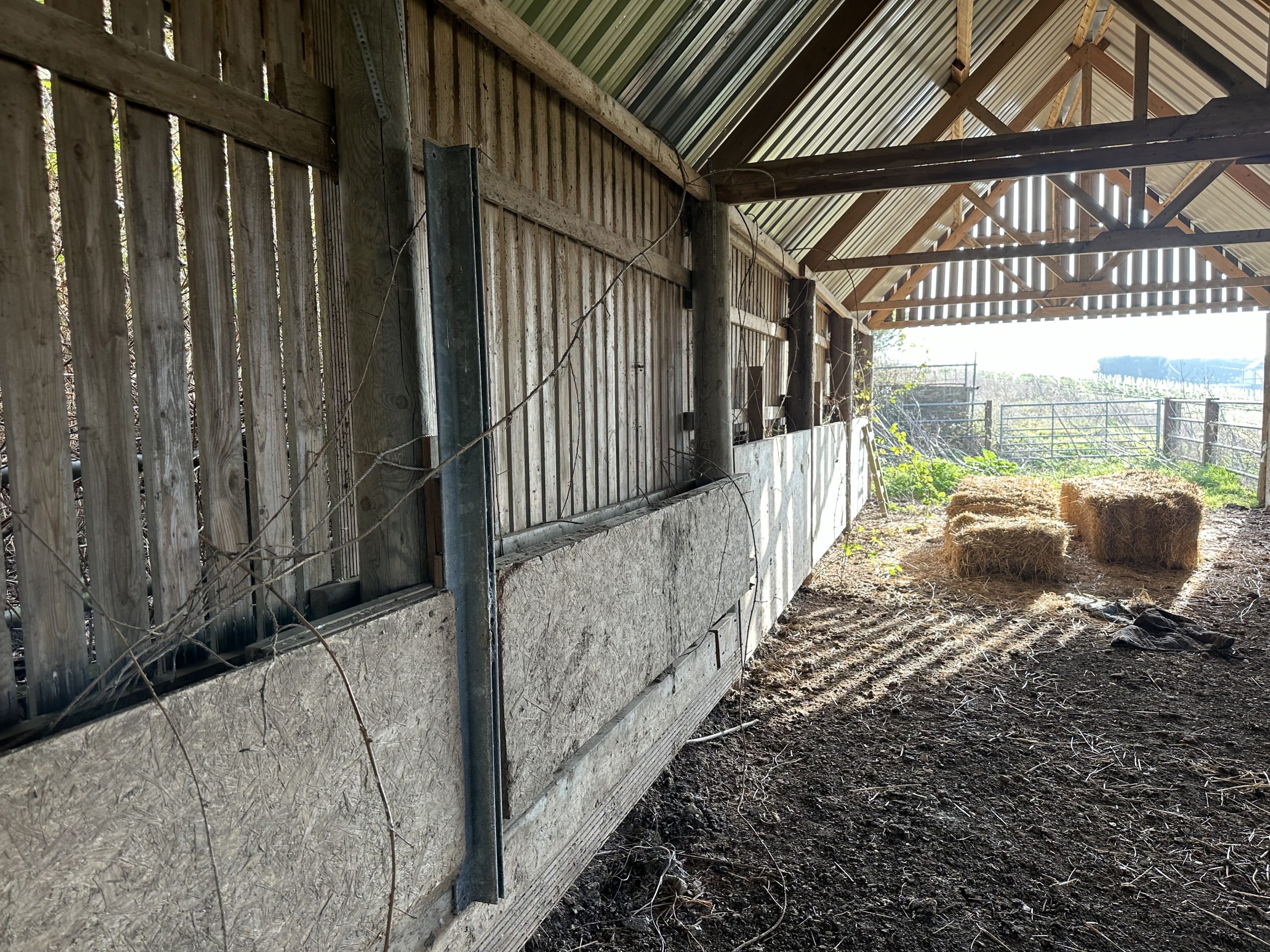 Andrews Farm barn interior: looking up at the exposed timber roof trusses and corrugated metal sheeting, the full apex of the structure
